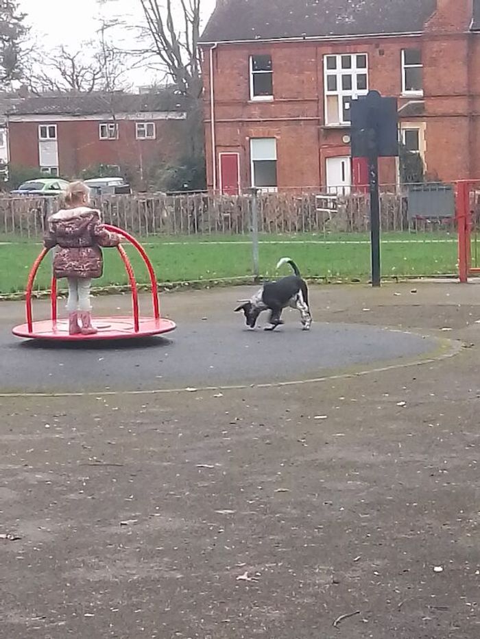 Labrador Retriever puppies for sale in Harlow, Essex – 2 years old - Image 3 of 3