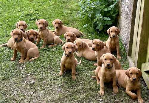 Home bred litter of pedigree, KC registered fox red labradors for sale in Selkirk, Scottish Borders