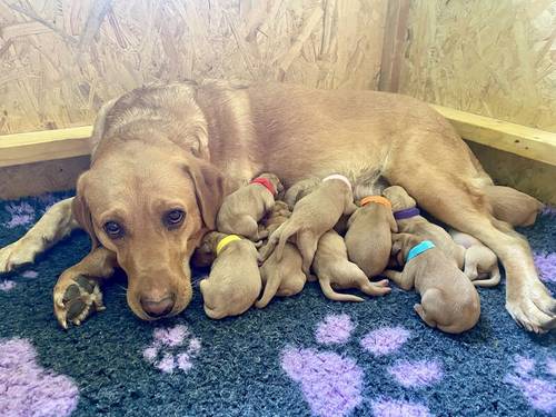 Home bred litter of pedigree, KC registered fox red labradors for sale in Selkirk, Scottish Borders - Image 2