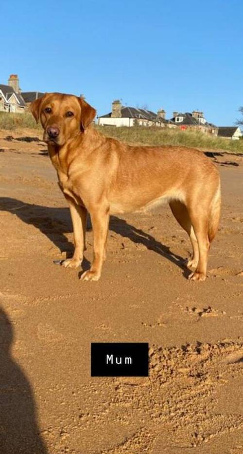 Home bred litter of pedigree, KC registered fox red labradors for sale in Selkirk, Scottish Borders - Image 4