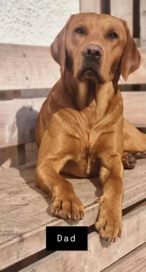 Home bred litter of pedigree, KC registered fox red labradors for sale in Selkirk, Scottish Borders - Image 5