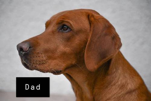 Home bred litter of pedigree, KC registered fox red labradors for sale in Selkirk, Scottish Borders - Image 6