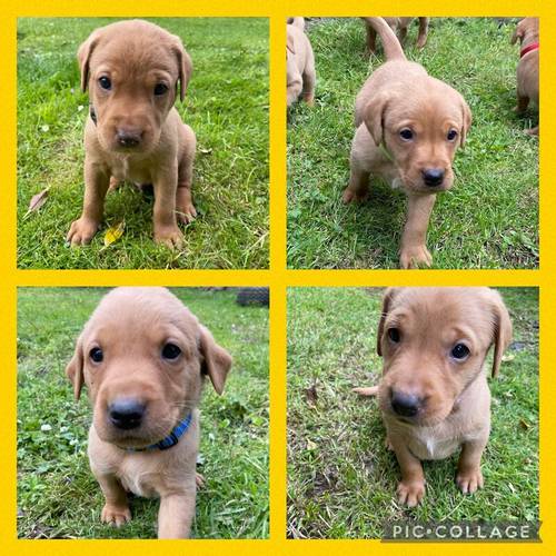 Home bred litter of pedigree, KC registered fox red labradors for sale in Selkirk, Scottish Borders - Image 8