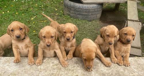 Home bred litter of pedigree, KC registered fox red labradors for sale in Selkirk, Scottish Borders - Image 9