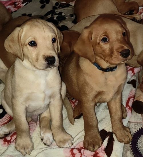 Home bred working Red & Yellow pups for sale in Cheshire