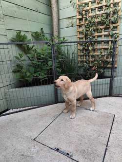 Home bred working Red & Yellow pups for sale in Cheshire | Image 3