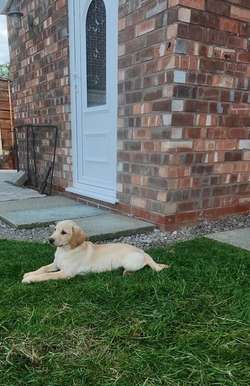 Home bred working Red & Yellow pups for sale in Cheshire | Image 4