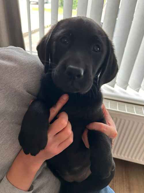 HOME REARED LABRADOR PUPPY FROM FULLY HEALTH TESTED PARENTS for sale in Ipswich, Suffolk