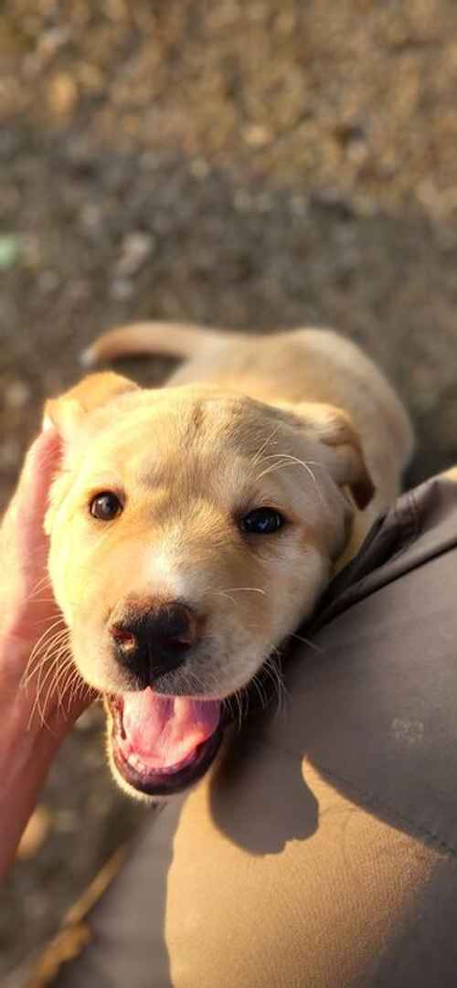 Home-reared Yellow / Red Labs for Family Pets for sale in Wigton, Cumbria