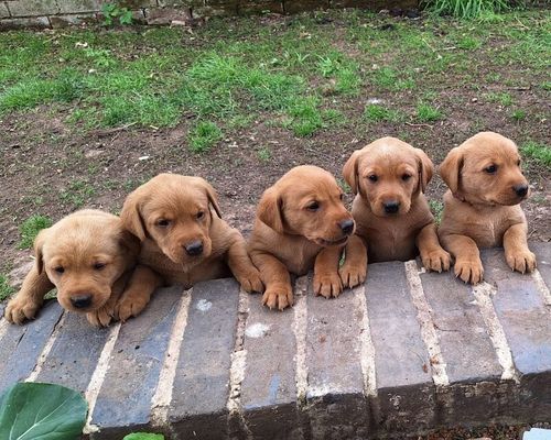Homebred Fox Red Labradors for sale in Gloucester, Gloucestershire