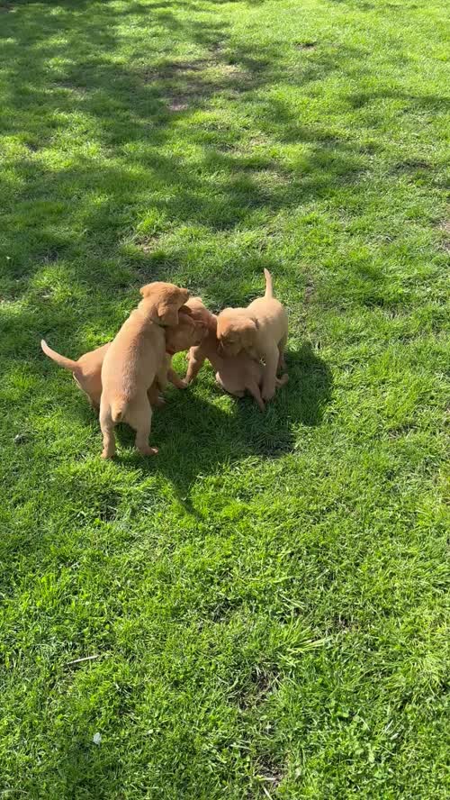 Homebred KC fully healthy tested Fox Red Labradors for sale in Gloucester, Gloucestershire