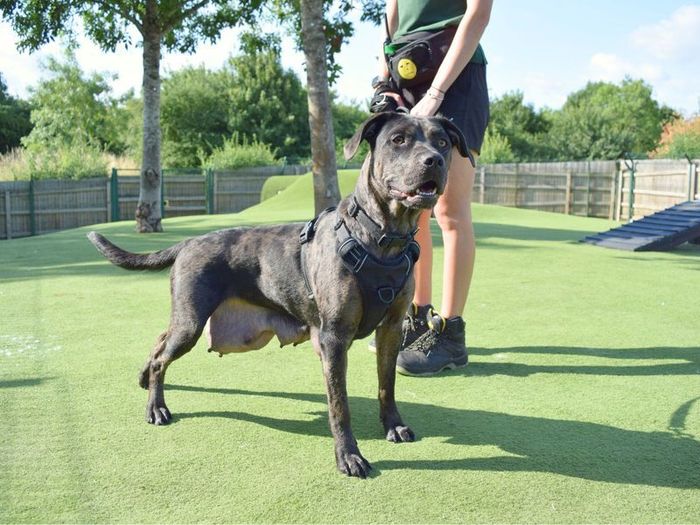 Labrador Retriever for adoption in Uxbridge, London – 2 years old - Image 2 of 3