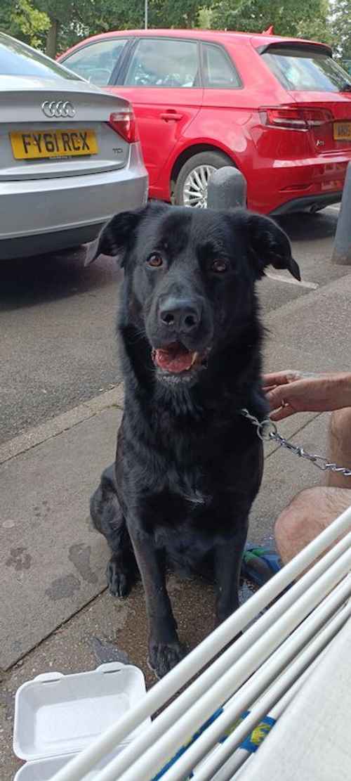 I'm rehoming my black male 18 months old Labrador Retriever for sale in Culcheth, Cheshire