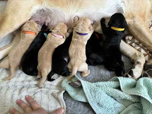 ** Introducing Pip's First & Only Litter of Labrador Puppies! ** for sale in Woodbridge, Suffolk