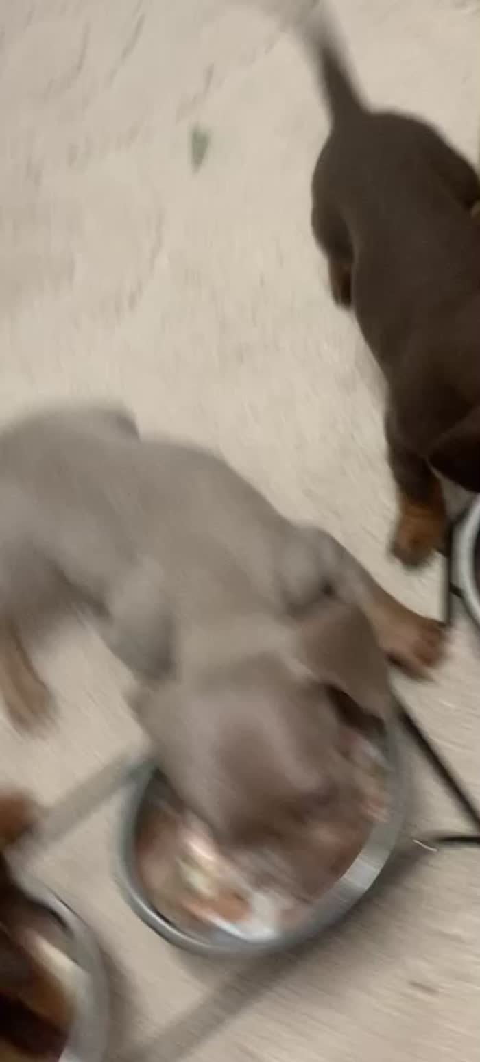 Dachshund puppies for sale in Coventry, West Midlands – 5 weeks old