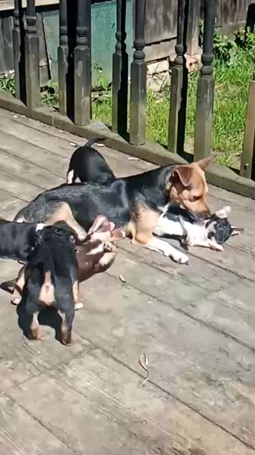 Jack russel puppies for sale in Northamptonshire