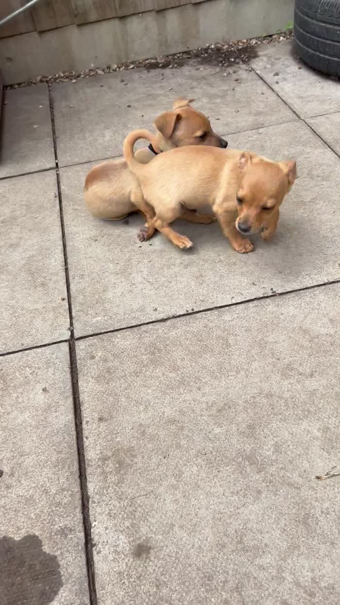 Jack Russell puppies for sale in Marlow, Buckinghamshire – 9 weeks old