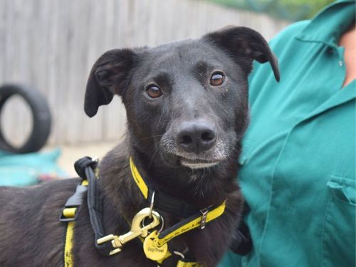 Jake for sale in Uxbridge, London
