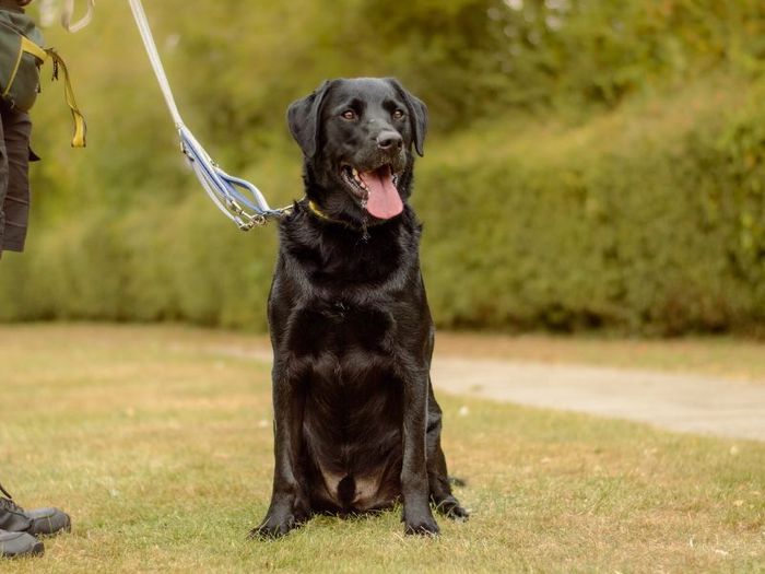 Labrador Retriever for adoption in Kenilworth, Warks – 1 year old