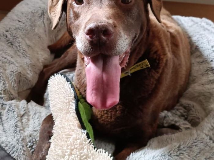 Labrador Retriever for adoption in Wymeswold, Leicestershire – 9 years old