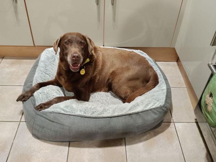 Labrador Retriever for adoption in Wymeswold, Leicestershire – 9 years old - Image 3 of 3