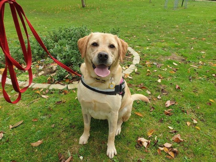 Labrador Retriever for adoption in Chestfield, Kent – 6 years old - Image 3 of 3