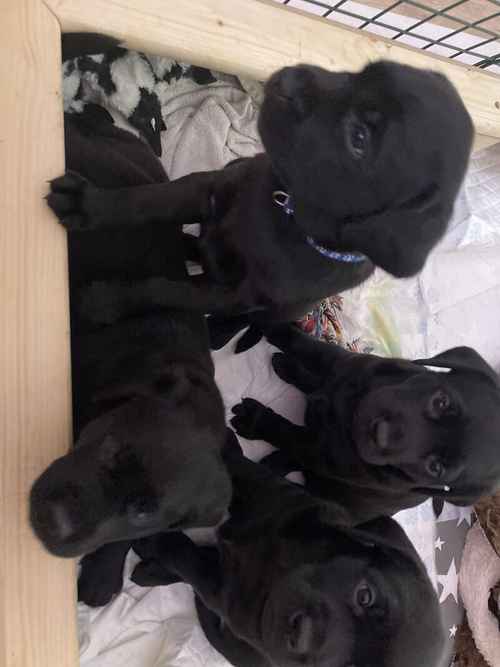 Jet black working line Labrador puppies for sale in Orpington, Bromley, Greater London