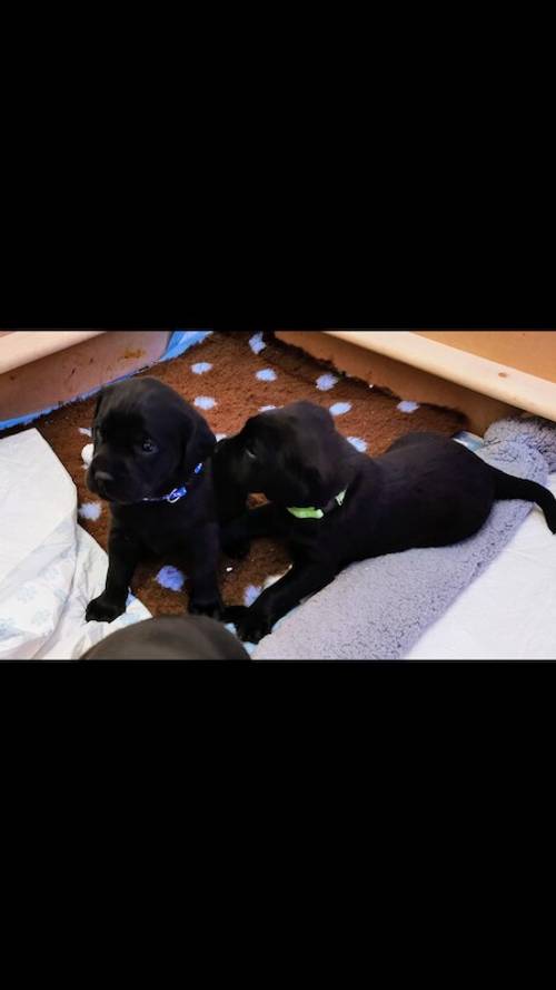 Jet black working line Labrador puppies for sale in Orpington, Bromley, Greater London - Image 2