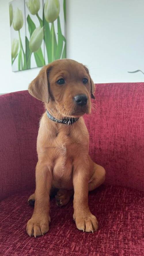 JUST 4 LEFT! KC registered Fox Red Labrador puppies from 5th Generation Enhanced parents for sale in Wynyard Village, County Durham - Image 4