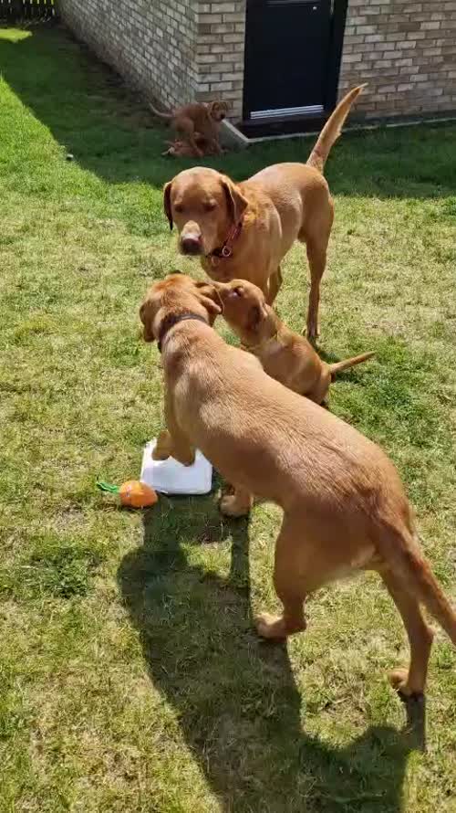 JUST 4 LEFT! KC registered Fox Red Labrador puppies from 5th Generation Enhanced parents for sale in Wynyard Village, County Durham