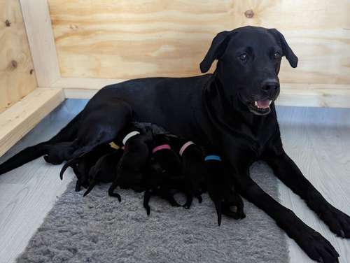 Just arrived...Forever homes wanted for multi-generation FT CH litter of Black Labrador Pups for sale in Newmarket, Suffolk
