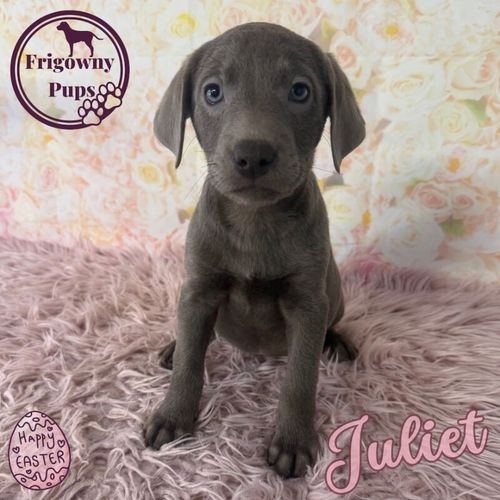 š©¶ Just Juliet - Stunning Silver Labrador for sale in Market Rasen, Lincolnshire
