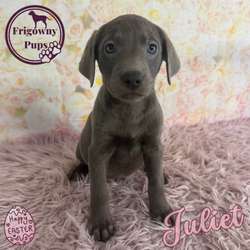 š©¶ Stunning Silver Labradors š©¶ for sale in Market Rasen, Lincolnshire | Image 2