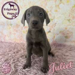 š©¶ Stunning Silver Labradors š©¶ for sale in Market Rasen, Lincolnshire | Image 3