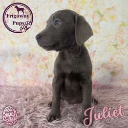 š©¶ Stunning Silver Labradors š©¶ for sale in Market Rasen, Lincolnshire | Image 4