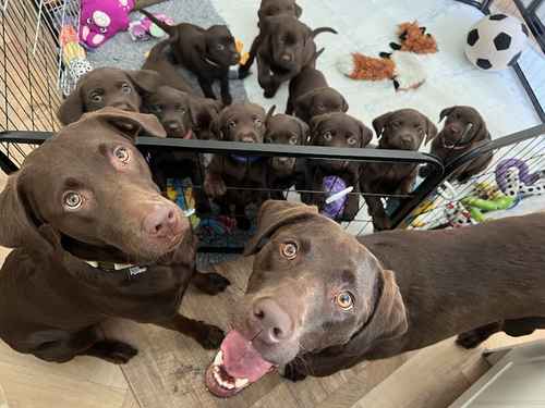 KC Assured/5* Council Licensed OFTW Working Line Chocolate Labrador Puppies for sale in Glossop, Derbyshire 