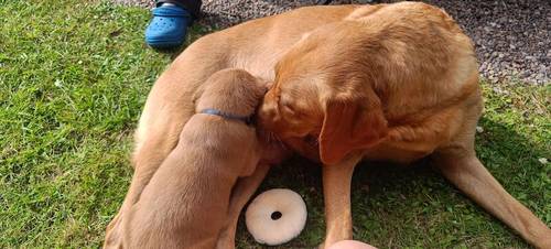 KC Assured Breeder Fox Red Health-Tested Labradors for sale in Worcester, Worcestershire - Image 6