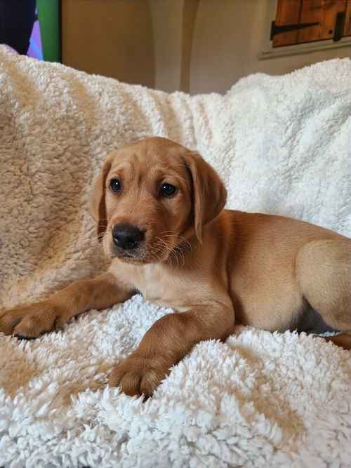 READY NOW Fox Red KC Assured Breeder Health-Tested Labradors for sale in Worcester, Worcestershire