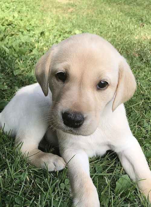 KC Assured Labrador Breeder for sale in Uckfield, East Sussex