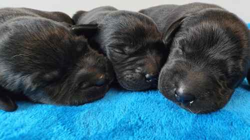 KC Assured puppies 5 Star Licensed and Fully Health Tested Parents for sale in Wisbech St Mary, Cambridgeshire