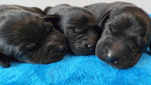 KC Assured puppies 5 Star Licensed and Fully Health Tested Parents for sale in Wisbech St Mary, Cambridgeshire - Image 1