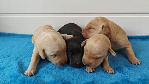 KC Assured puppies 5 Star Licensed and Fully Health Tested Parents for sale in Wisbech St Mary, Cambridgeshire - Image 2