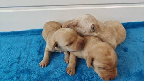 KC Assured puppies 5 Star Licensed and Fully Health Tested Parents for sale in Wisbech St Mary, Cambridgeshire - Image 3