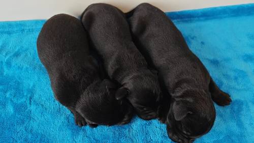 KC Assured puppies 5 Star Licensed and Fully Health Tested Parents for sale in Wisbech St Mary, Cambridgeshire - Image 4