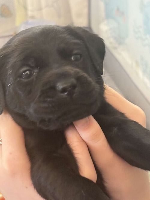 Kc beautiful pups for sale in Cramlington, Northumberland