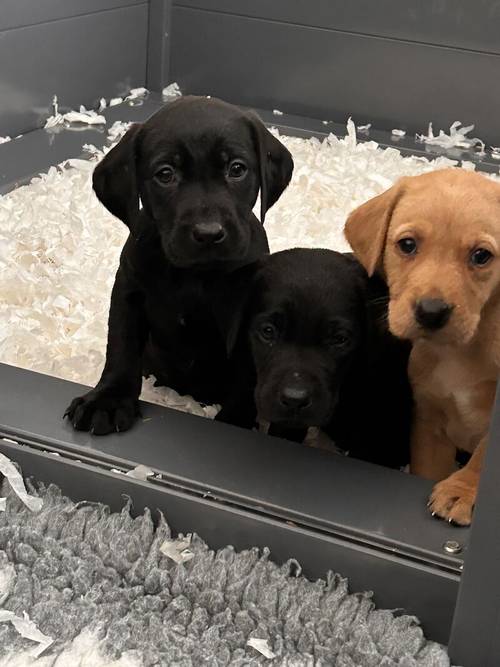 KC Labradors 1 Black Boy Left for sale in Gaerwen, Isle of Anglesey - Image 6