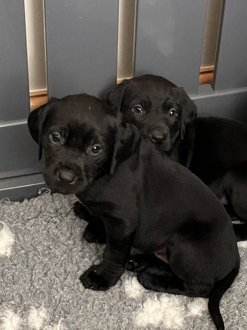 KC Labradors 1 Black Boy Left for sale in Gaerwen, Isle of Anglesey - Image 4