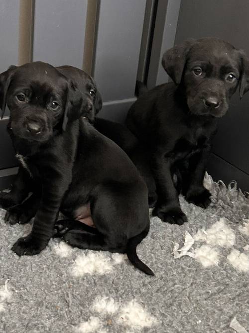 KC Labradors 1 Black Boy Left for sale in Gaerwen, Isle of Anglesey - Image 5