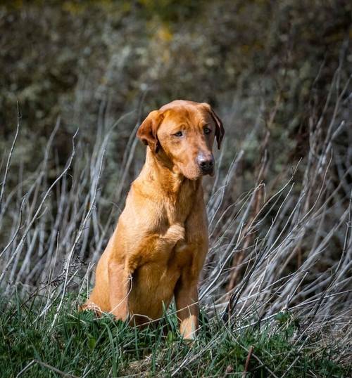 KC Labradors 1 Black Boy Left for sale in Gaerwen, Isle of Anglesey - Image 9