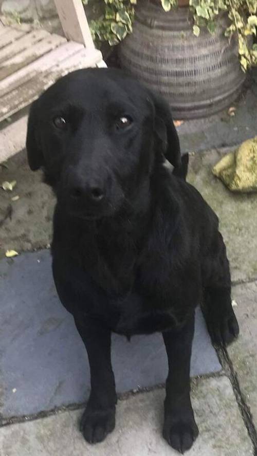 KC Labradors 1 Black Boy Left for sale in Gaerwen, Isle of Anglesey - Image 11